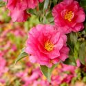 Camellia, Camellias, How to grow Camellias, Camellias bloom time, Camellia bloom season, Japanese Camellias, Camellia Japonica, Camellia Sasanqua, Fall blooming Camellia, Winter Blooming Camellias, Cold hardy Camellias,
