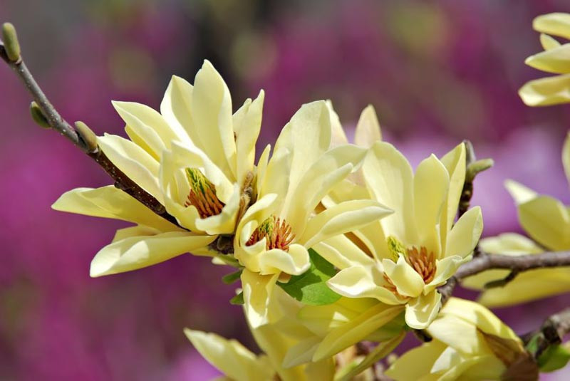 Favorite Yellow Magnolia Trees for Your Garden