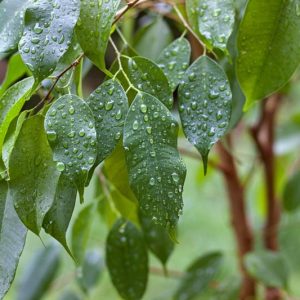 Ficus benjamina, Benjamin Tree, Java Fig, Java Tree, Small-Leaved Rubber Plant, Tropic Laurel, Waringin, Weeping Fig, Evergreen Fig, Evergreen Plant