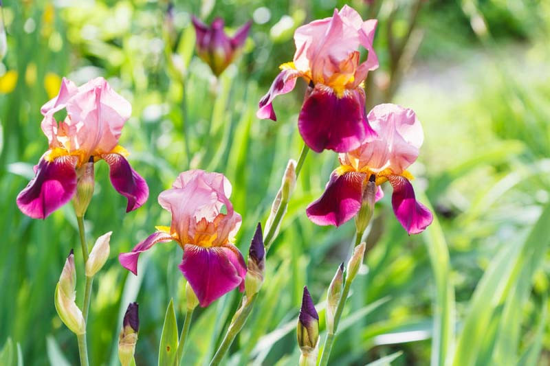 Flamboyant Late Blooming Bearded Irises