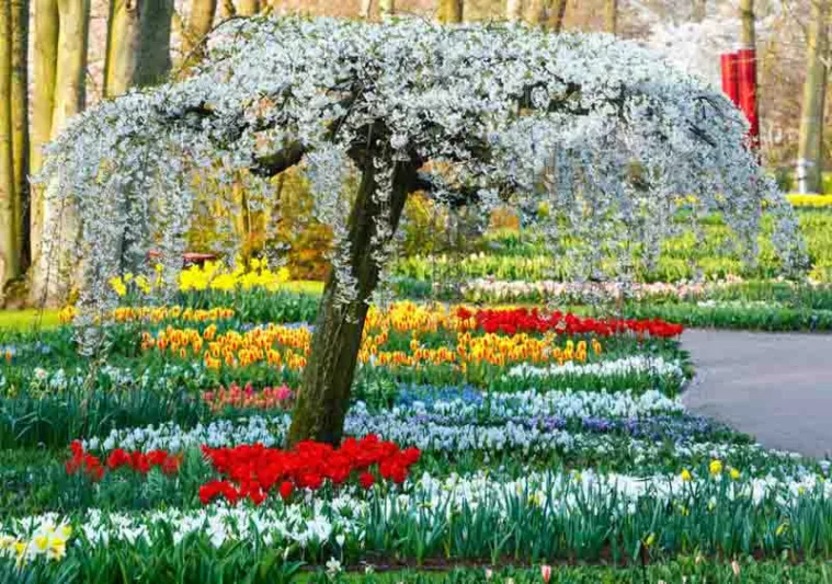 Naturalizing bulbs, Bulbs that come back, Perennial Bulbs, Bulbs Under Trees, Perennial Crocus, Perennial Narcissus, Perennial Tulips, Perennial Galanthus, Perennial Anemones, Snowdrops