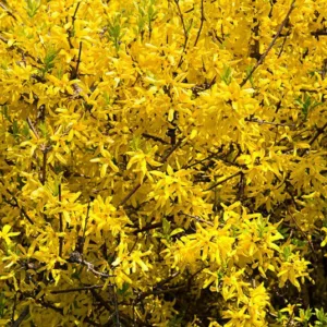 Forsythia 'Happy Centennial', Yellow Flowers,  Winter Flowers, Early spring flowers, flowering shrubs, hardy shrubs