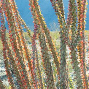 Fouquieria splendens, Ocotillo,  Desert Shrub, Mediterranean shrubs, Evergreen Shrubs, Red flowers,  drought tolerant flowers