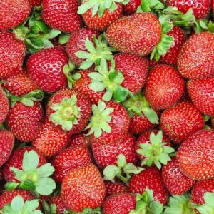 Fragaria × ananassa 'Allstar', Junebearing Strawberry 'Allstar', Strawberry 'Allstar', evergreen shrub, Strawberries, Red Fruit, White flowers