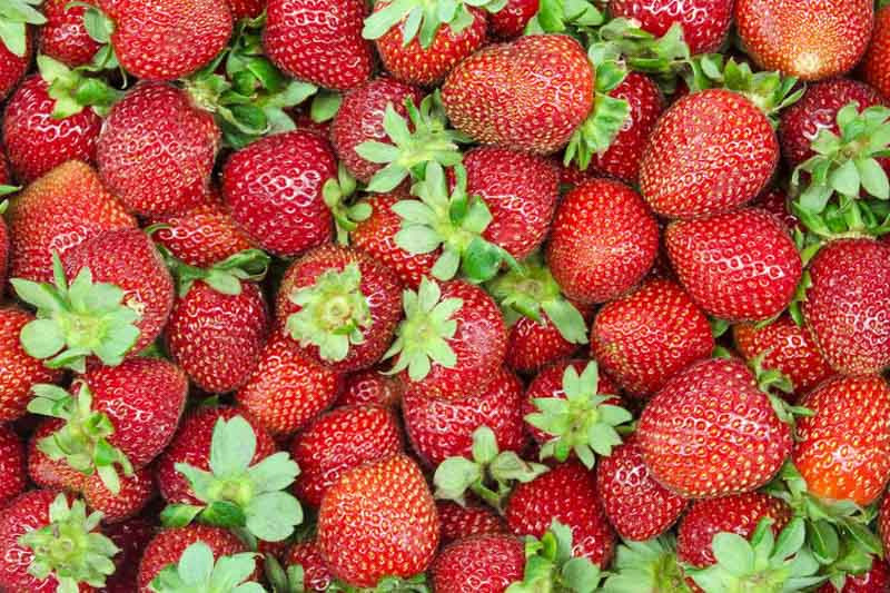 Fragaria 'Allstar' (Junebearing Strawberry)
