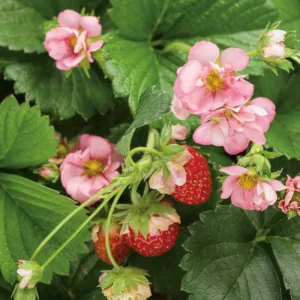 Fragaria Berried Treasure Pink, Everbearing Strawberry 'Berried Treasure Pink', Strawberry 'Berried Treasure Pink', evergreen shrub, Strawberries, Red Fruit, Pink flowers