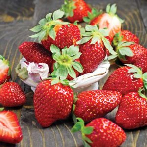 Fragaria Fort Laramie, Everbearing Strawberry 'Fort Laramie', Strawberry 'Fort Laramie', evergreen shrub, Strawberries, Red Fruit, White flowers