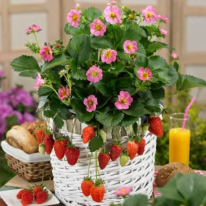 Fragaria Gasana, Everbearing Strawberry 'Gasana', Strawberry 'Gasana', evergreen shrub, Strawberries, Red Fruit, Pink flowers