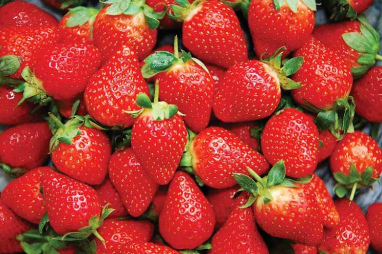 Fragaria × ananassa 'Honeoye', Junebearing Strawberry 'Honeoye', Strawberry 'Honeoye', evergreen shrub, Strawberries, Red Fruit, White flowers