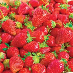 Fragaria Ozark Beauty, Everbearing Strawberry 'Ozark Beauty', Strawberry 'Ozark Beauty', evergreen shrub, Strawberries, Red Fruit, White flowers