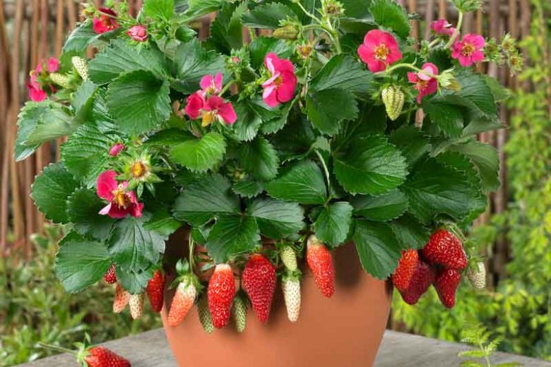 Fragaria Tristan, Everbearing Strawberry 'Tristan', Strawberry 'Tristan', evergreen shrub, Strawberries, Red Fruit, Pink flowers