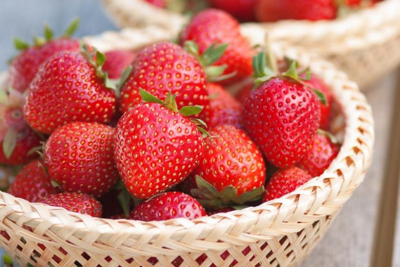 Fragaria x ananassa 'Tristar', Everbearing Strawberry 'Tristar', Strawberry 'Tristar', evergreen shrub, Strawberries, Red Fruit, White flowers