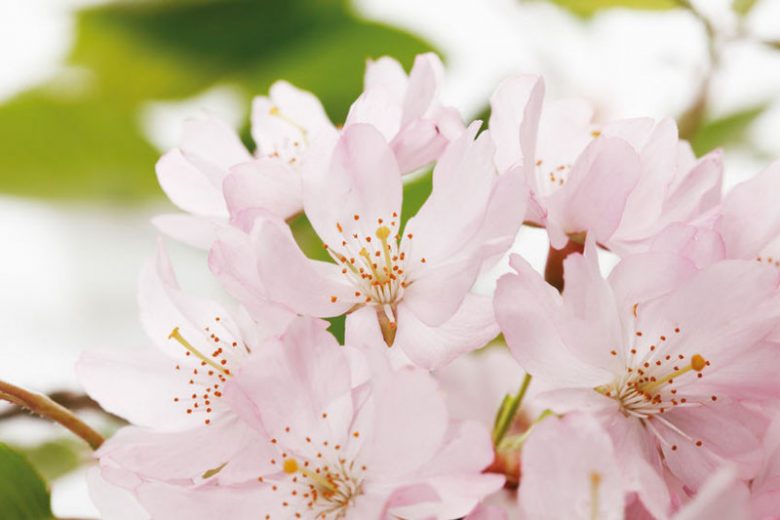 Japanese Flowering Cherries, Fragrant Flowering Cherries, Japanese Flowering Cherries, Sakura, Fragrant Cherry Blossom,  Higan cherry,Yoshino Cherry, Fuji cherry