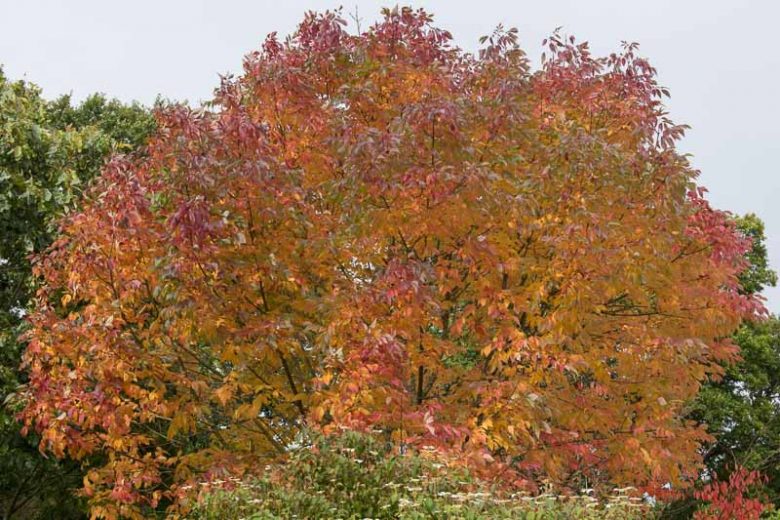 Fraxinus americana, American Ash, Canadian Ash, White Ash, Deciduous Tree, Fall Color