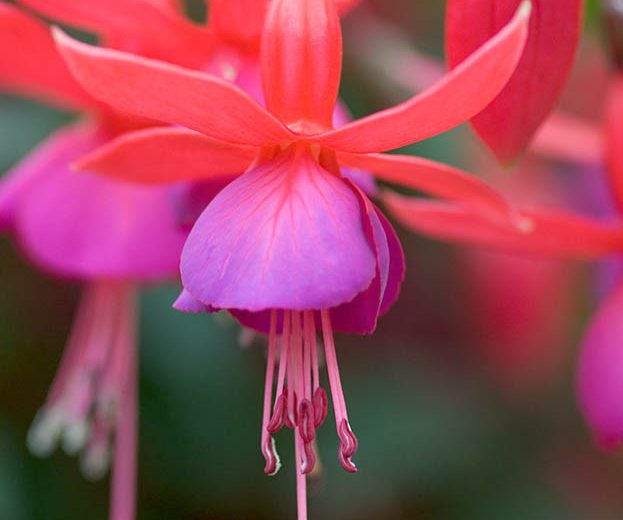 Fuchsia Beacon, Hardy Fuchsia Beacon, Flowering Shrub, Red Flowers, Purple Flowers