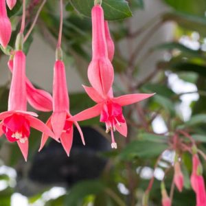 Fuchsia Billy Green, Flowering Shrub, Pink Flowers