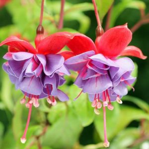 Fuchsia Cecile, Hardy Fuchsia, Standard Fuchsia, Flowering Shrub, Red Flowers, Lavender Flowers, Double Fuchsia, Hanging Baskets