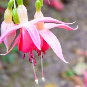 Fuchsia Celia Smedley, Hardy Fuchsia, Standard Fuchsia, Flowering Shrub, Red Flowers, Pink Flowers