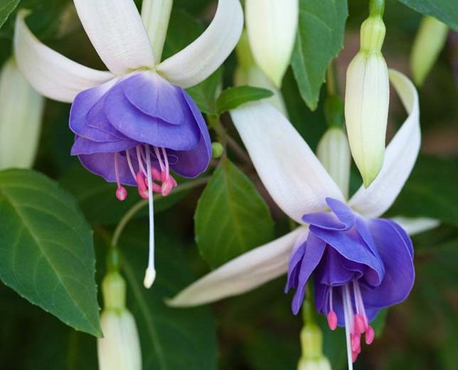 Fuchsia Delta's Sara, Flowering Shrub, Blue Flowers, White Flowers, container plant