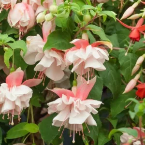 Fuchsia Devonshire Dumpling, Hardy Fuchsia, Flowering Shrub, Pink Flowers, White Flowers, Double Fuchsia, Hanging Baskets