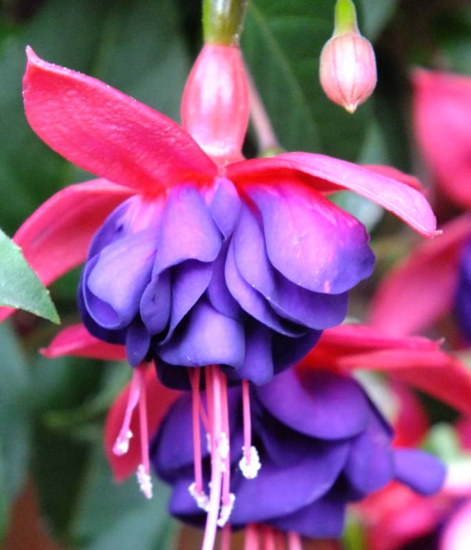 Fuchsia 'Dollar Princess' (Hardy Fuchsia)