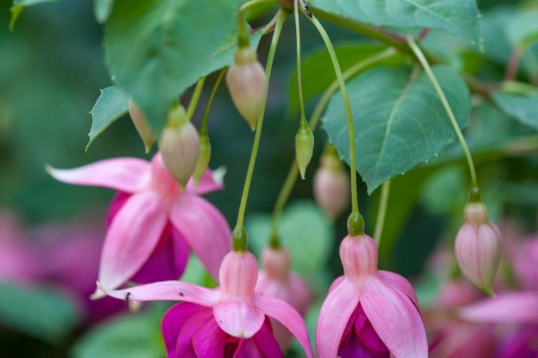 Fuchsia Garden News, Hardy Fuchsia Garden News,  Flowering Shrub, Red Flowers, Purple Flowers, Double Fuchsia