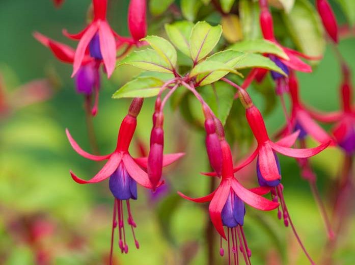 Fuchsia Genii, Hardy Fuchsia Genii, Fuchsia 'Jeanne', Flowering Shrub, Red Flowers, Purple Flowers