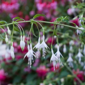 Fuchsia 'Hawkshead', Hardy Fuchsia 'Hawkshead', Flowering Shrub, White Flowers