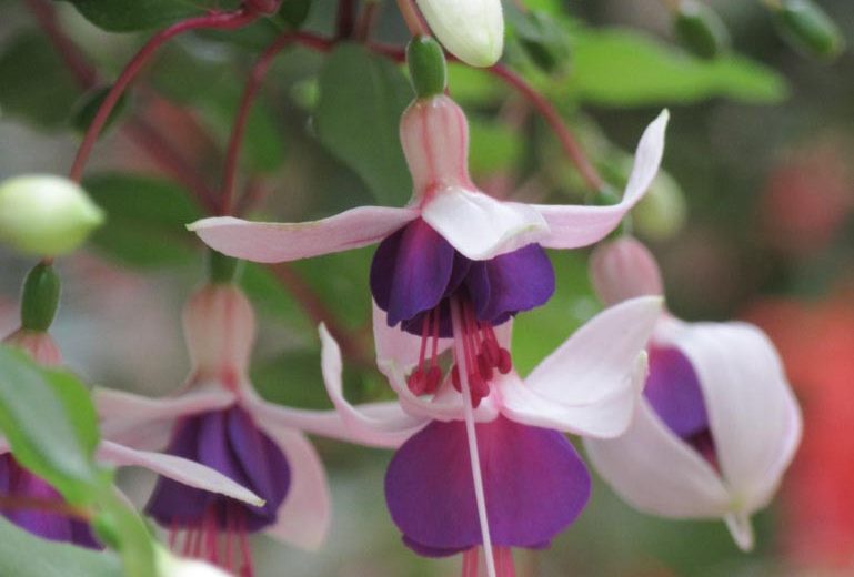 Fuchsia La Campanella, Hardy Fuchsia, Standard Fuchsia, Flowering Shrub, Pink Flowers, Purple Flowers