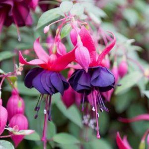 Fuchsia Maxima, Hardy Fuchsia Maxima, Flowering Shrub, Purple Flowers, Red Flowers, Double Fuchsia