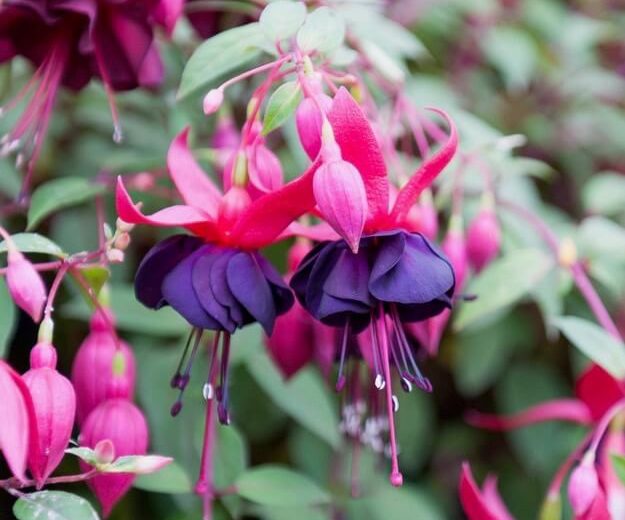 Fuchsia Maxima, Hardy Fuchsia Maxima, Flowering Shrub, Purple Flowers, Red Flowers, Double Fuchsia