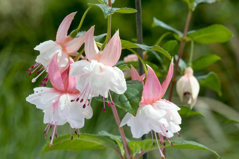 Fuchsia Nancy Lou Hardy Fuchsia, Standard Fuchsia, Flowering Shrub, White Flowers, Pink Flowers