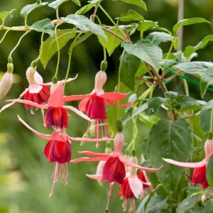 Fuchsia Novella, Hardy Fuchsia, Flowering Shrub, Pink Flowers, Salmon Flowers, Double Fuchsia, Hanging Baskets