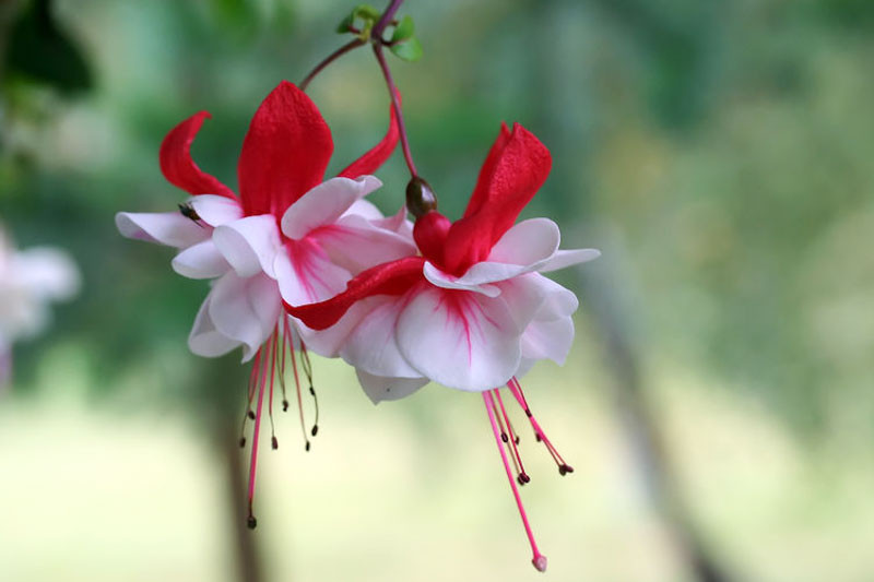 Fuchsia 'Snow Burner'
