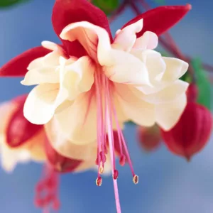 Fuchsia Swingtime, Hardy Fuchsia, Standard Fuchsia, Flowering Shrub, Red Flowers, White Flowers