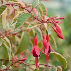 Fuchsia Tom West, Hardy Fuchsia, Standard Fuchsia, Flowering Shrub, Red Flowers, Purple Flowers, Hanging Baskets