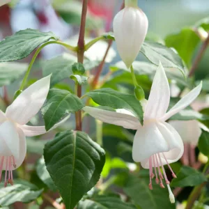 Fuchsia White Joy, Hardy Fuchsia White Joy, Flowering Shrub, White Flowers