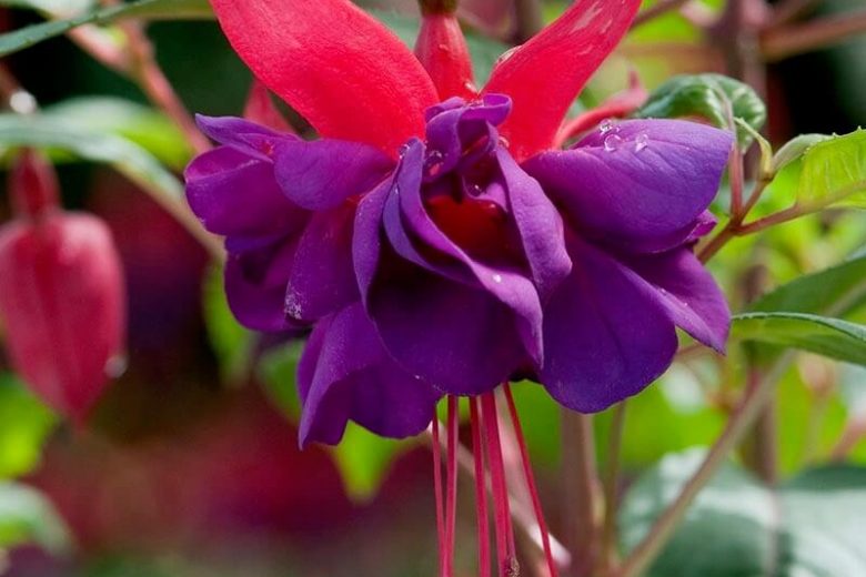 Fuchsia Wicked Queen, Hardy Fuchsia 'Wicked Queen', Wicked Queen Fuchsia, Flowering Shrub, Red Flowers, Purple Flowers