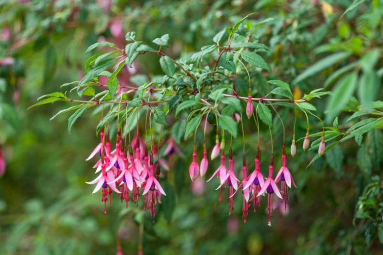 Fuchsia magellanica 'Logan Woods', Hardy Fuchsia 'Logan Woods', Fuchsia 'Logan Garden', Flowering Shrub, Red Flowers, Purple Flowers