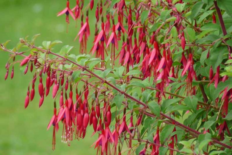 Fuchsia magellanica var. gracilis, Hardy Fuchsia, Flowering Shrub, Red Flowers, Purple Flowers
