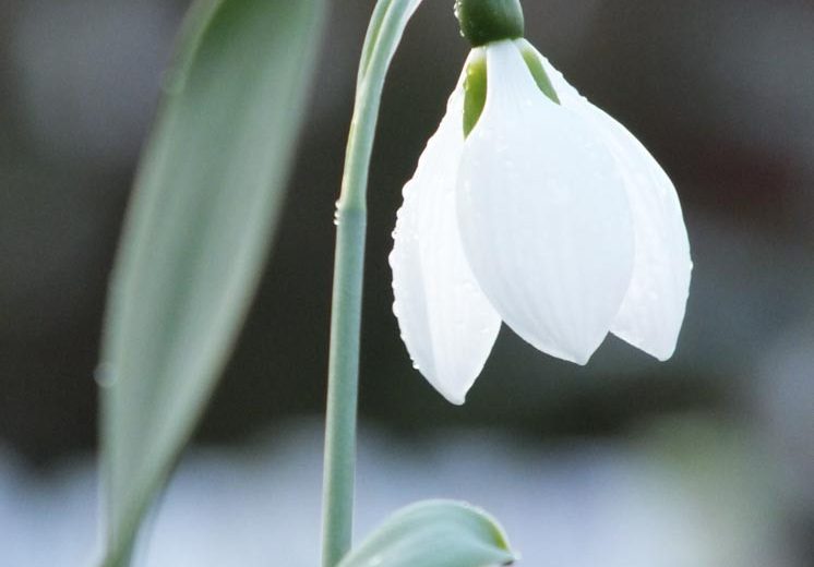 Galanthus Elwesii,Greater Snowdrop, Giant Snowdrop, Elwes's Snowdrop, Galanthus graecus Orph. ex Boiss., early flowering bulb, winter bulb, white flowering bulb