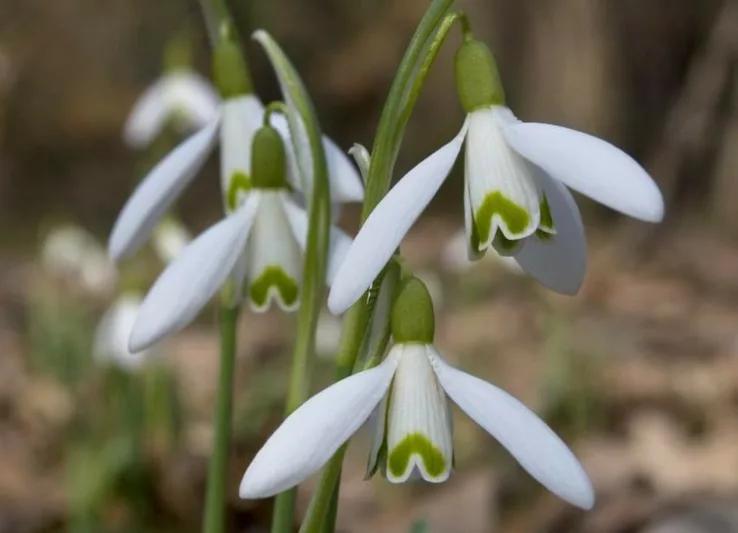 Galanthus Reginae-Olgae, Autumn Snowdrop, Fall Snowdrop, early flowering bulb, winter bulb, white flowering bulb, White winter flowers