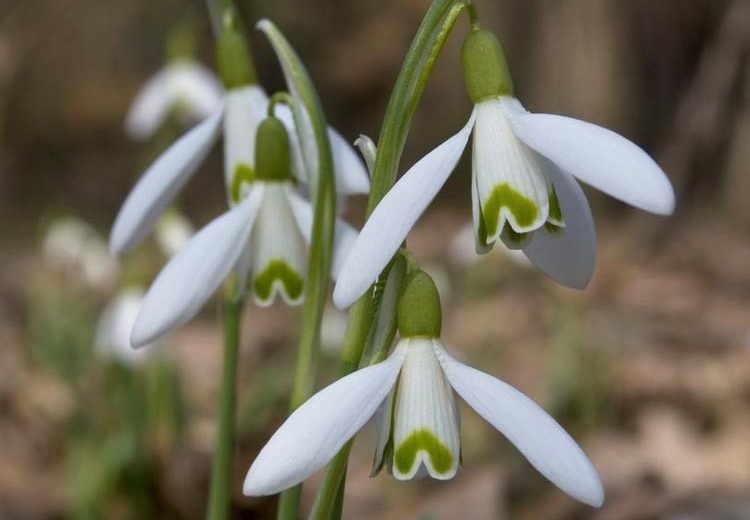 Galanthus Reginae-Olgae, Autumn Snowdrop, Fall Snowdrop, early flowering bulb, winter bulb, white flowering bulb, White winter flowers