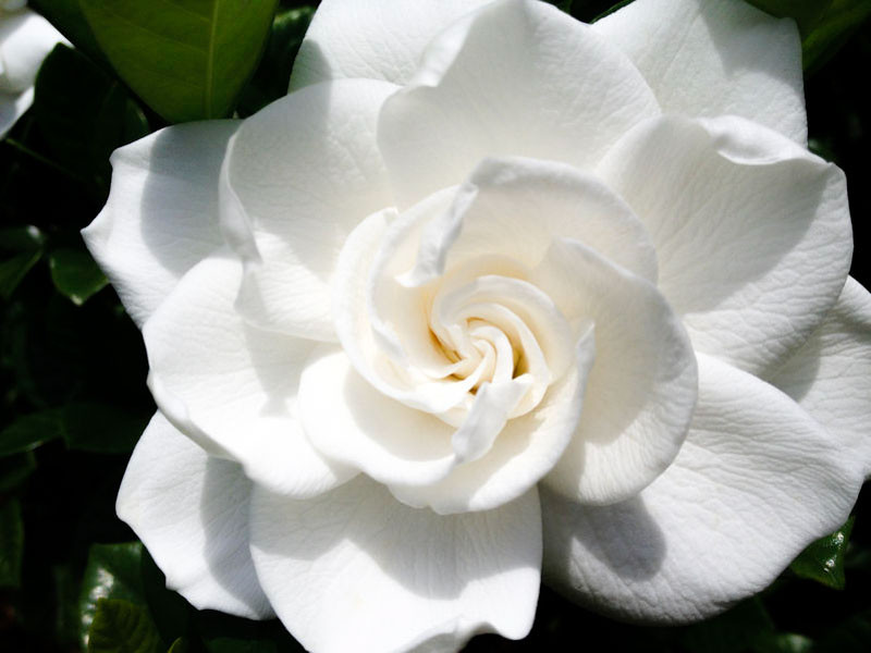 Gardenia jasminoides 'Aimee' (Cape Jasmine)