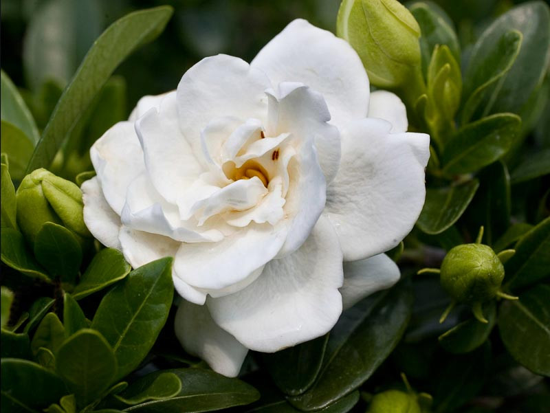 Gardenia jasminoides 'Crown Jewel' (Cape Jasmine)