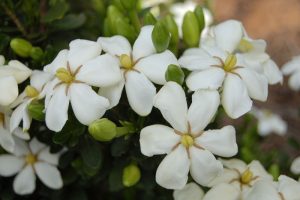 Cape Jasmine - Gardenia