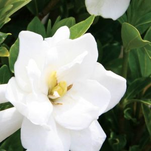 Gardenia jasminoides Jubilation, Cape Jasmine 'Jubilation', Jubilation Cape Jasmine, Cape Jessamine 'Jubilation', Hardy Gardenia, Fragrant flowers, evergreen shrub, White flowers,