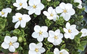 Cape Jasmine - Gardenia