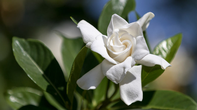 Gardenia jasminoides 'Radicans' (Cape Jasmine)