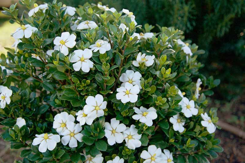 Gardenia jasminoides ScentAmazing™ (Cape Jasmine)